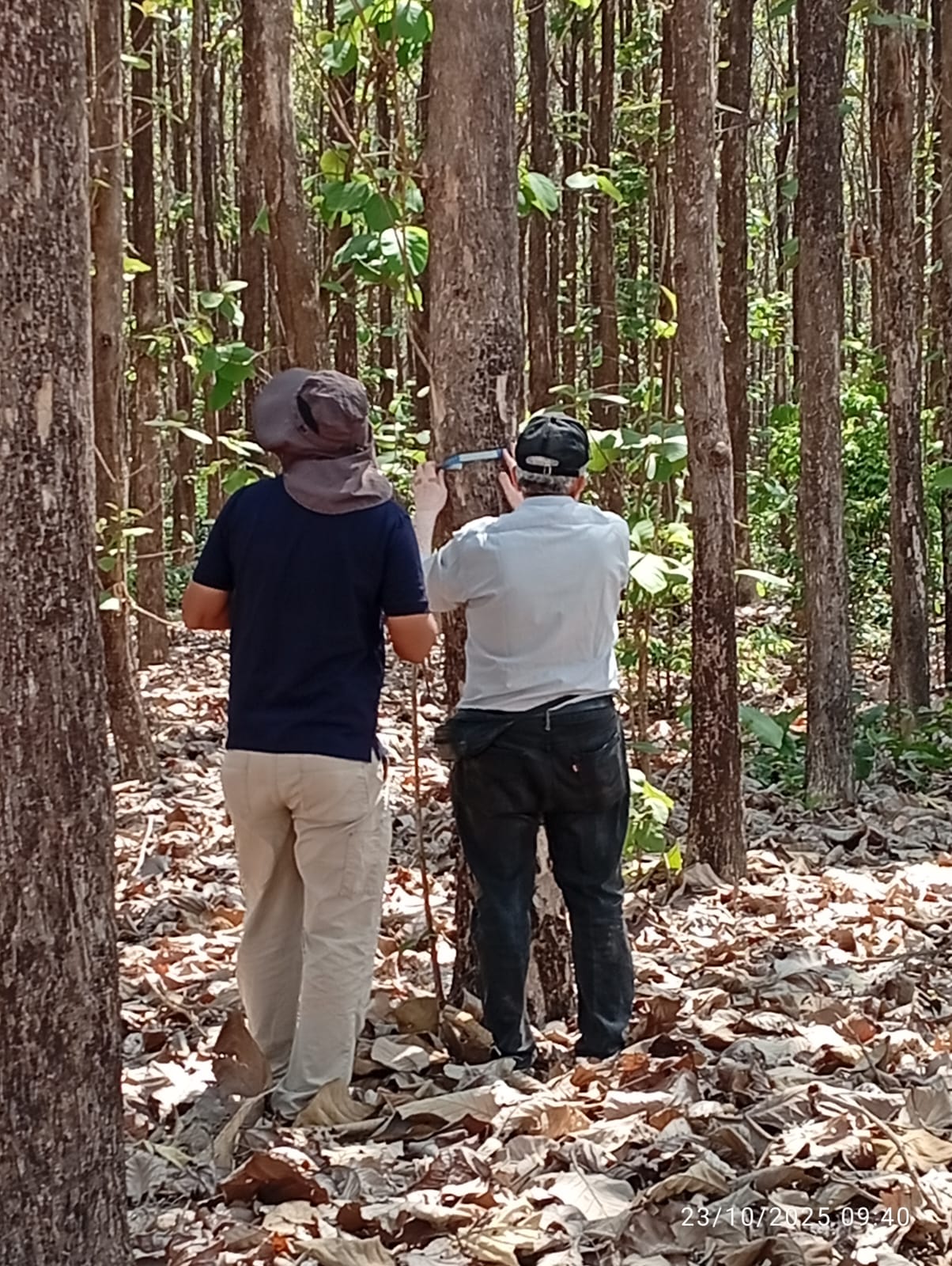 Fazenda Sororó: Referência em Sustentabilidade no Agronegócio com o Sistema ILPF em Marabá (PA)