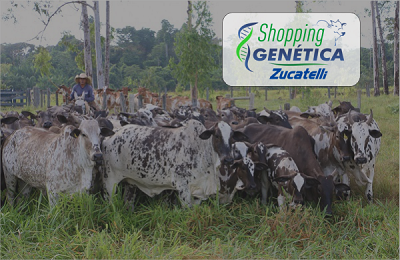 Shopping Genética Zucatelli